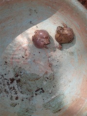 Uperodon systoma
