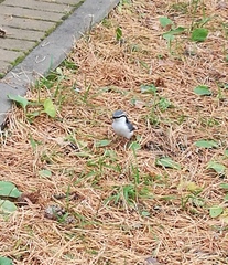 Sitta europaea