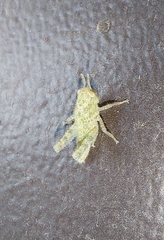 Ecphantus quadrilobus