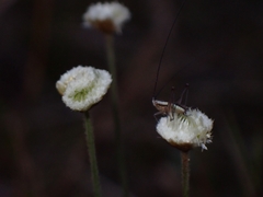 Syngonanthus flavidulus