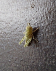 Ecphantus quadrilobus