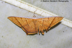 Thinopteryx crocoptera