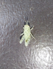 Ecphantus quadrilobus