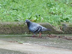 Columba livia domestica