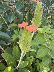 Crossandra greenstockii