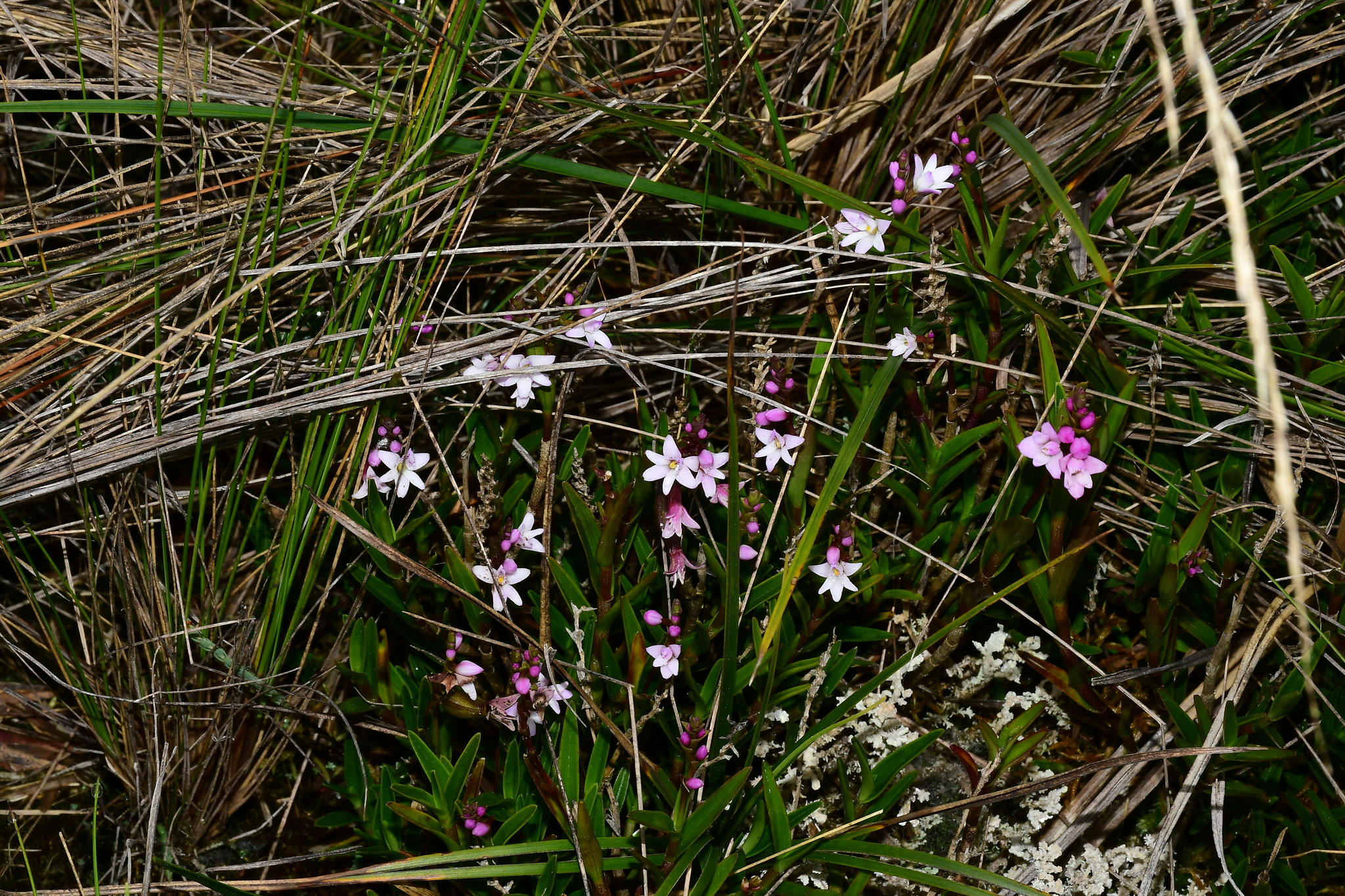 Epidendrum fimbriatum image