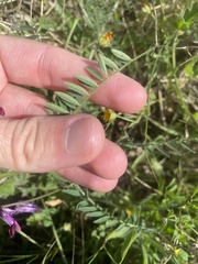 Vicia benghalensis image