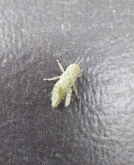 Ecphantus quadrilobus