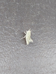 Ecphantus quadrilobus