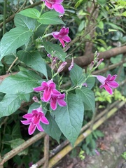 Weigela florida