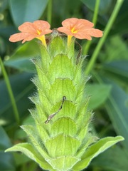 Crossandra greenstockii
