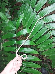 Oxybelis rutherfordi