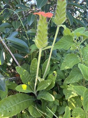 Crossandra greenstockii