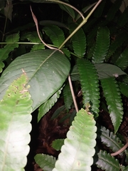 Oxybelis rutherfordi