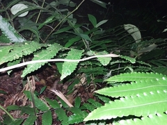 Oxybelis rutherfordi