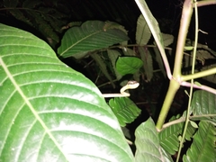 Oxybelis rutherfordi