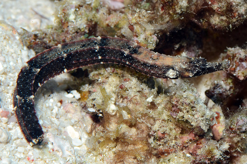 Black rock pipefish (Phoxocampus tetrophthalmus) — Syngnathidae