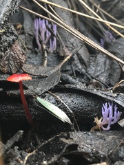 Ramariopsis pulchella
