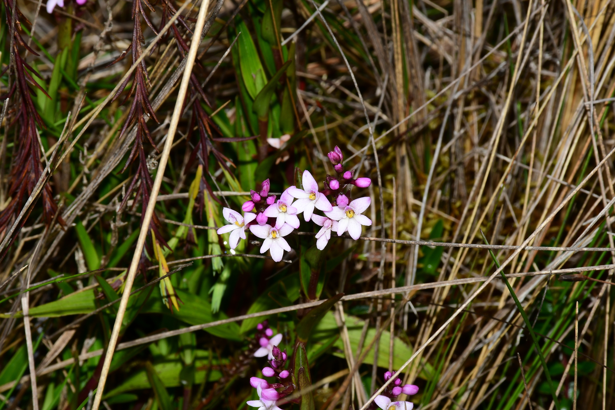 Epidendrum fimbriatum image