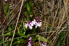 Epidendrum fimbriatum