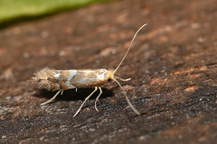Phyllonorycter cavella