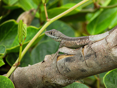Tropidurus
