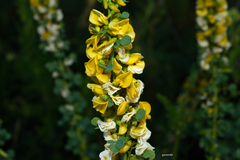 Poiretia tetraphylla