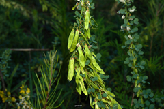 Poiretia tetraphylla