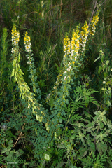 Poiretia tetraphylla