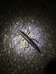 Anisomorpha ferruginea