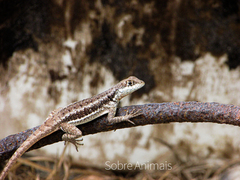 Tropidurus