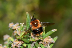 Bombus rubicundus