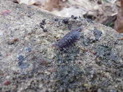 Porcellio scaber