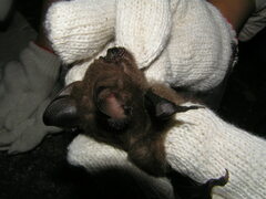 Hipposideros armiger terasensis