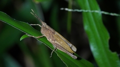 Phlaeoba antennata