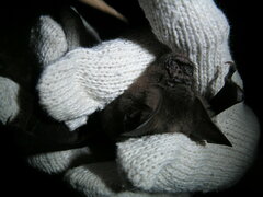 Hipposideros armiger terasensis