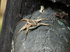 Tropidurus