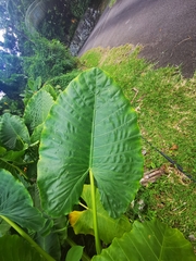 Alocasia