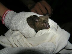 Hipposideros armiger terasensis