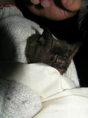 Hipposideros armiger terasensis