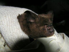 Hipposideros armiger terasensis