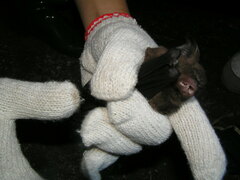 Hipposideros armiger terasensis