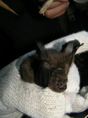 Hipposideros armiger terasensis