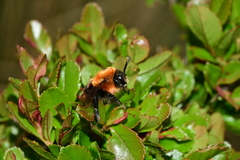 Bombus rubicundus
