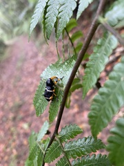 Heilipodus degeeri