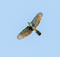 Accipiter melanoleucus