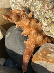 Macrocystis pyrifera