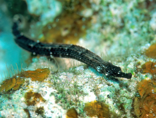 Black rock pipefish (Phoxocampus tetrophthalmus) — Syngnathidae — 4