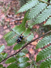 Heilipodus degeeri