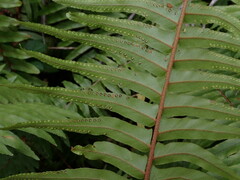 Nephrolepis hirsutula